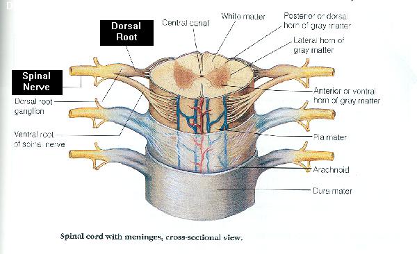 Nerve Root Diagram