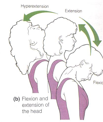 Range of Motion - Flexion & Extension