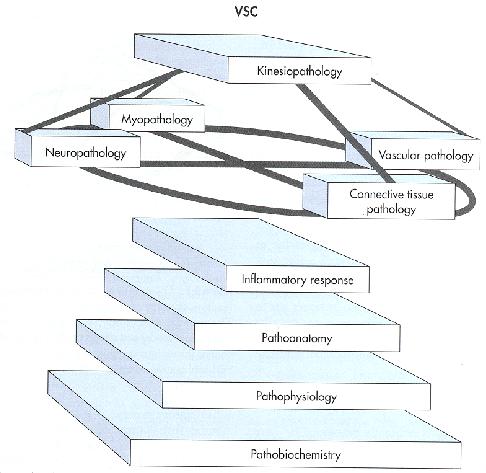 Vertebral Subluxation Complex