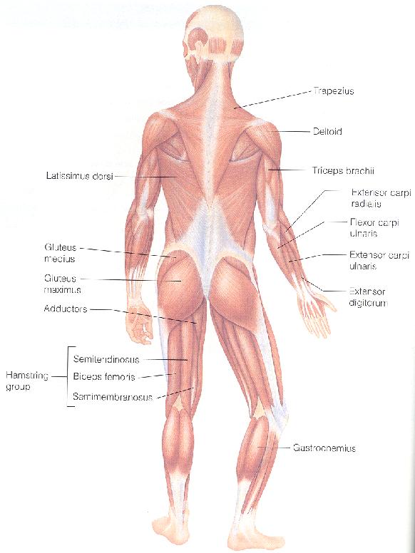 Posterior Human Body